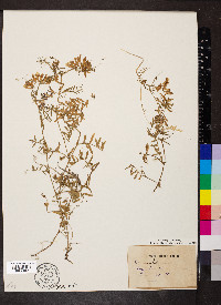 Vicia villosa subsp. varia image
