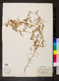 Vicia villosa subsp. varia image