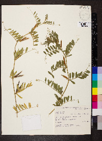 Vicia sativa subsp. sativa image