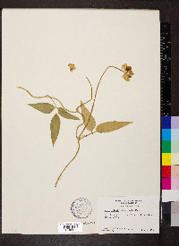 Vigna luteola image
