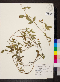 Vigna luteola image