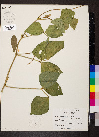 Vigna unguiculata image