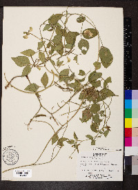 Vigna luteola image