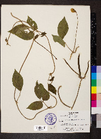 Vigna vexillata image