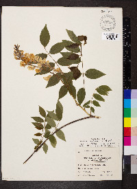 Wisteria frutescens image
