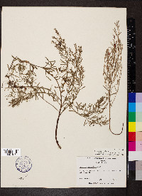 Krameria lanceolata image