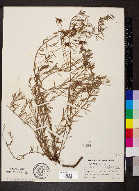 Krameria secundiflora image