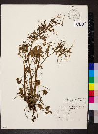 Erodium crinitum image