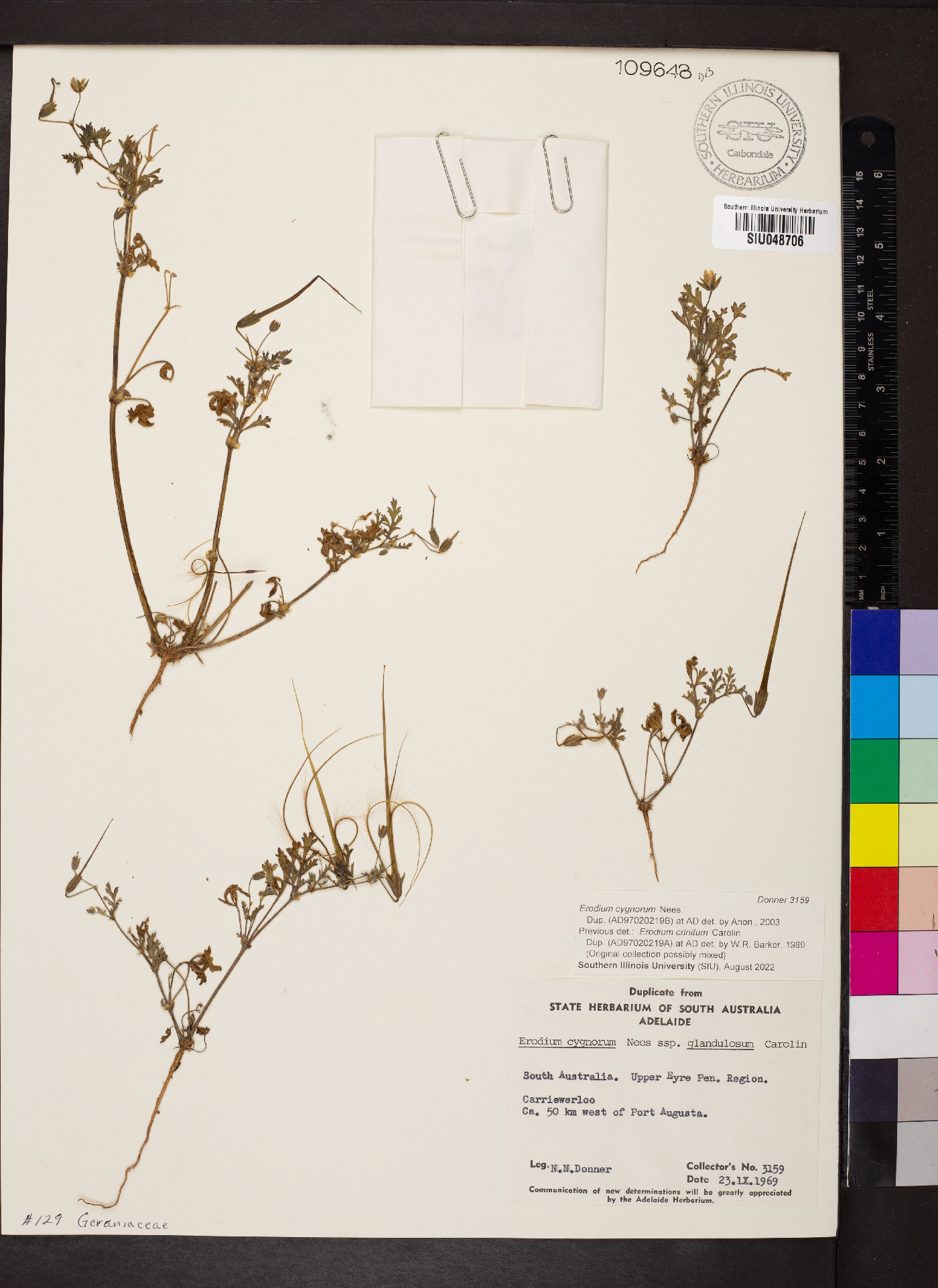 Erodium cygnorum image