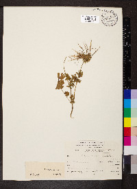 Image of Erodium laciniatum