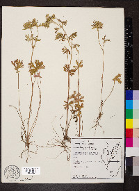 Geranium carolinianum var. carolinianum image