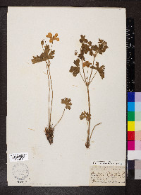 Geranium caespitosum image