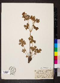 Geranium caespitosum image