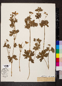 Geranium caespitosum image