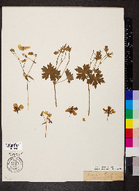 Geranium caespitosum image