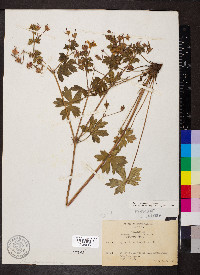 Geranium caespitosum image