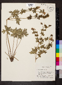 Geranium caespitosum image