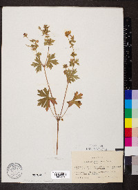 Geranium caespitosum image