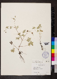 Geranium columbinum image