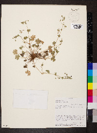 Geranium molle image