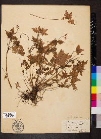 Geranium robertianum image