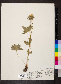 Geranium viscosissimum image