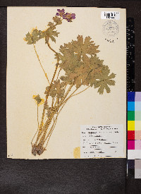 Geranium viscosissimum image