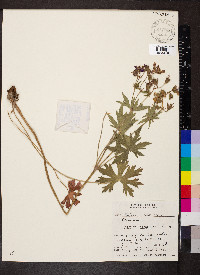 Geranium viscosissimum image