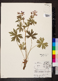 Geranium viscosissimum image