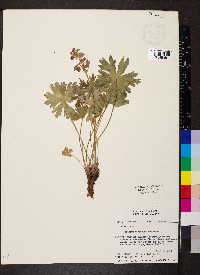 Geranium viscosissimum image