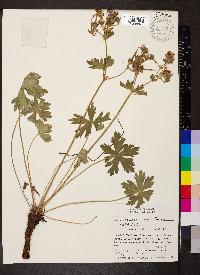 Geranium viscosissimum image