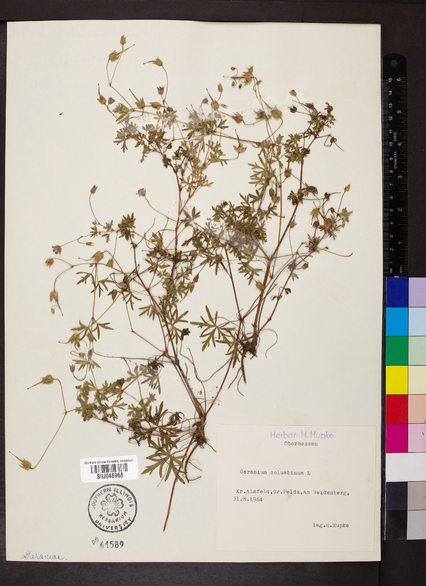 Geranium columbinum image