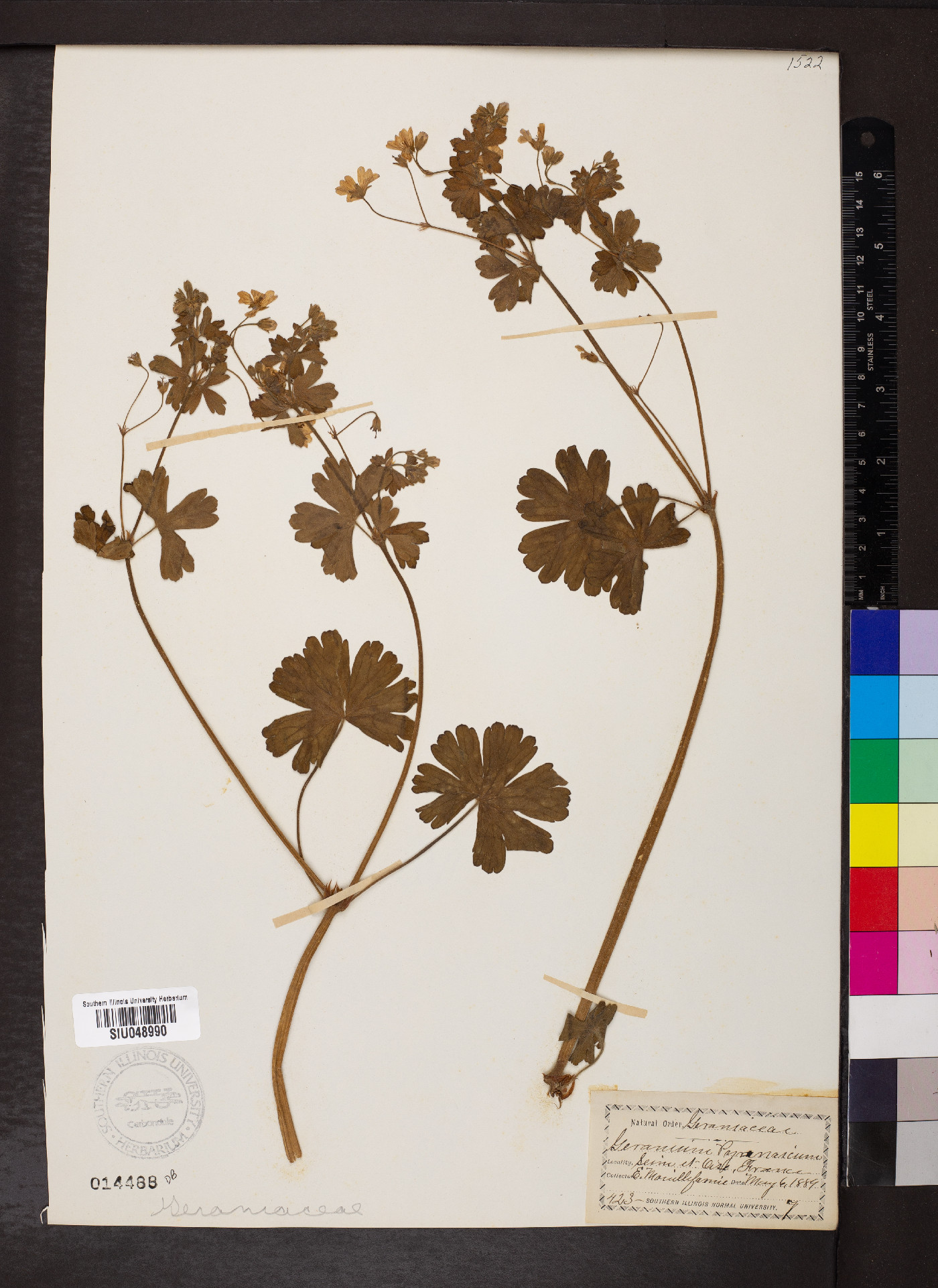 Geranium pyrenaicum image