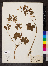 Geranium pyrenaicum image