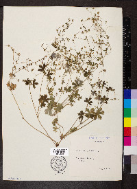 Geranium pyrenaicum image