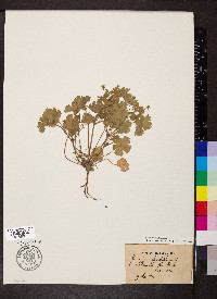 Geranium rotundifolium image