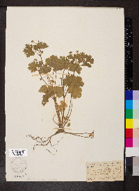 Geranium rotundifolium image