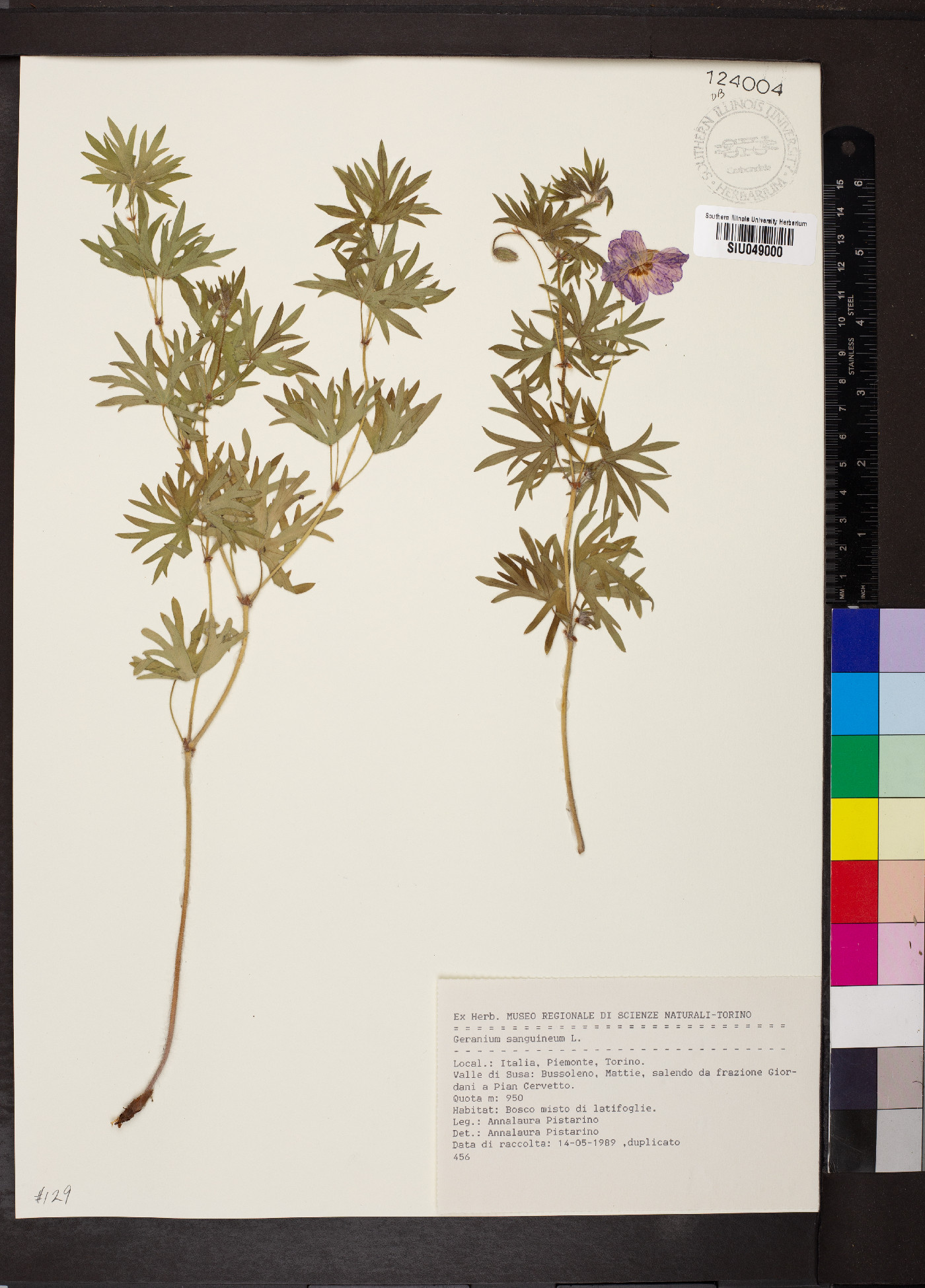 Geranium sanguineum image