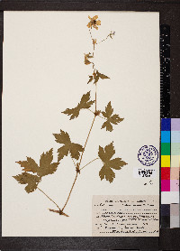 Geranium wallichianum image