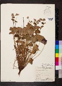 Pelargonium australe image