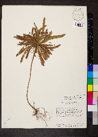 Biophytum dendroides image