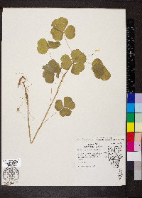 Oxalis illinoensis image