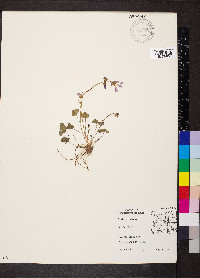 Oxalis violacea image