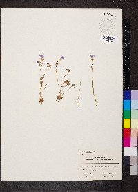 Oxalis violacea image