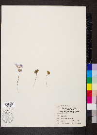 Oxalis violacea image