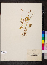 Oxalis violacea image