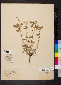 Oxalis albicans subsp. albicans image