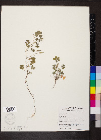 Oxalis corniculata image