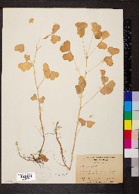 Oxalis grandis image