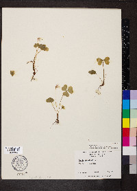 Oxalis montana image